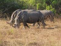 Rhinos