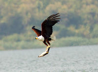 Wildlife