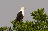 IMG 0571