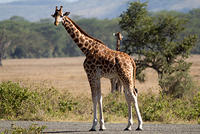 IMG 9723
