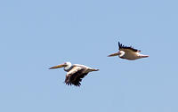 IMG 9767