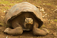Galapagos 2014
