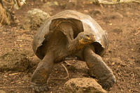 Wildlife