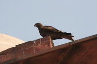 IMG_4953