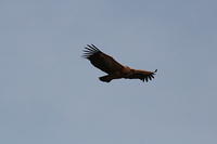 IMG_5331