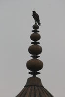 IMG_5979