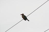 IMG_0078