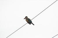 IMG_0079