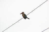 IMG_0080
