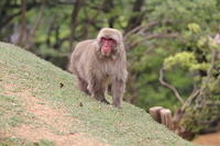 Wildlife