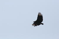 IMG_6730
