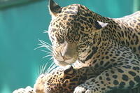 Mexico: Wildlife
