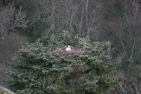 Wildlife