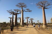 Baobabs