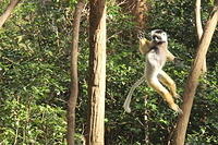 Lemurs