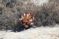 IMG 9715