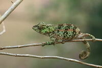 Other Wildlife