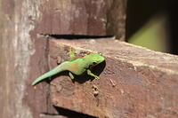 IMG 9887