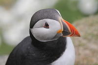 Orkney & Shetland 2011