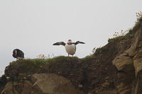 All the other puffins