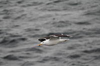 Other wildlife
