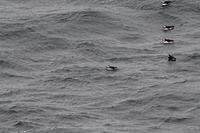 IMG_0393
