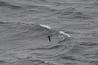 IMG_0394