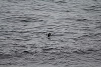 IMG_0550
