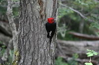Wildlife