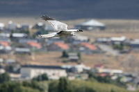 IMG_0938