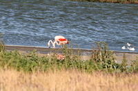 IMG_0956