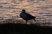IMG_1195