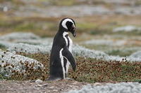More Penguins