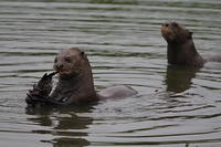 Wildlife
