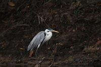 IMG_7551