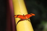 IMG_7975
