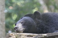 Wildlife
