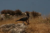 IMG_9397
