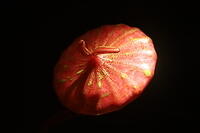 IMG 9432