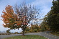 Skyline Drive