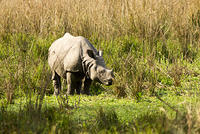 Wildlife