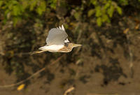 IMG_7650