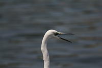 IMG_4419