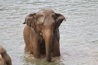 Wildlife