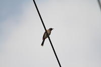 IMG_4057