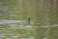 IMG_4375