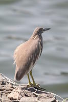 IMG_4424