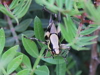 IMG_1439c