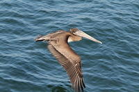 Wildlife